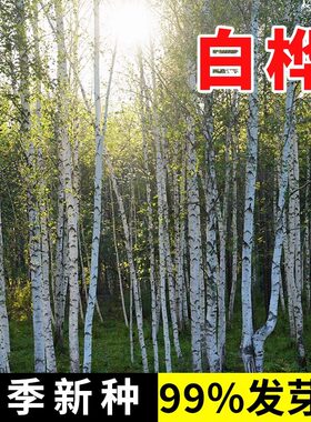 白桦种子当季新种包发芽包对版
