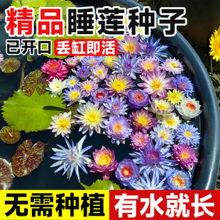 睡莲种子水培植物带花苞多季开花池塘荷花藕种盆栽水莲花根块种子