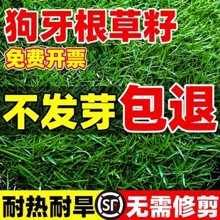 进口狗牙根草籽脱壳净籽矮化免修剪机场绿化草皮种子耐旱草坪草籽