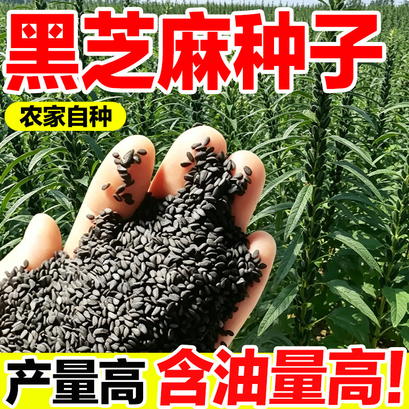 黑芝麻种子高产高油老品种抗病倒图片