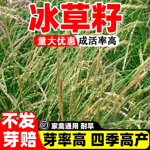 冰草草籽野芒草巴根草多年生草种子籽护坡固土耐寒耐旱边坡绿化