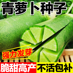 青萝卜种子四季山东潍坊罗卜水果阳台四季秋季蔬菜青种籽孑子籽种