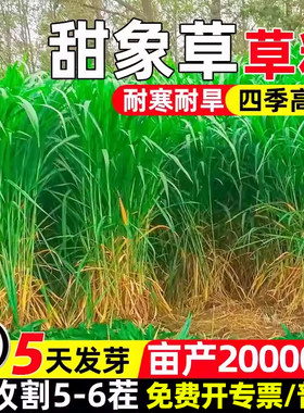 甜象草草籽四季高产耐寒耐旱