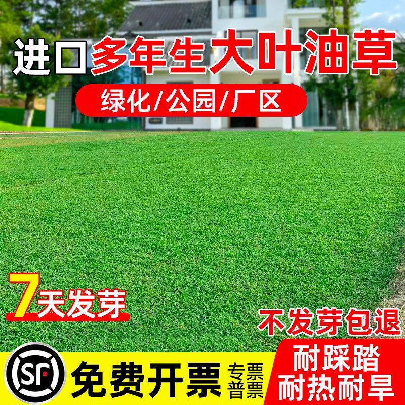 大叶油草种子免修剪耐踩踏草皮