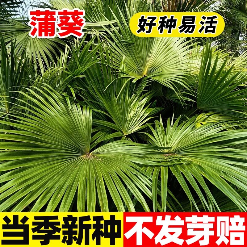 新采蒲葵种子林木种子别称扇叶葵种子四季种植葵树种籽风景树种子
