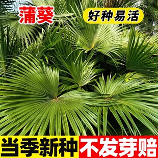新采蒲葵种子林木种子别称扇叶葵种子四季种植葵树种籽风景树种子