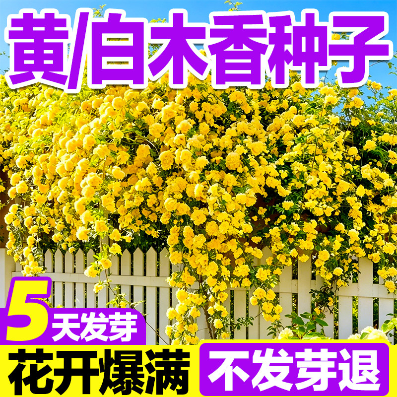 黄白木香花种子发芽率高花开对版图片
