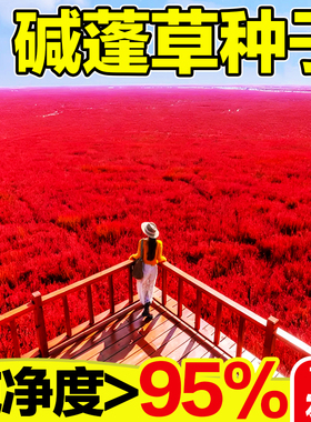 碱蓬草种子土壤沙荒地绿化耐盐碱治理红色翅碱蓬卤蓬土壤改良种籽