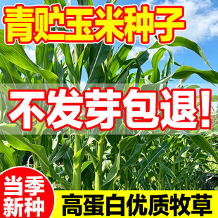 青贮玉米种子大京九豫青贮23高杆玉米棒子专用饲料饲草青储玉米种