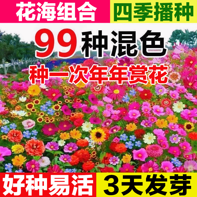 野花组合花种子四季可种成活率高
