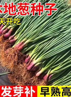 红根小香葱种子发芽率高四季高产