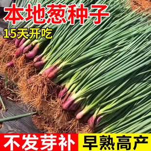 红根小香葱种子盆栽菜蔬菜种孑菜籽红葱头四季本地葱种子葱头葱籽