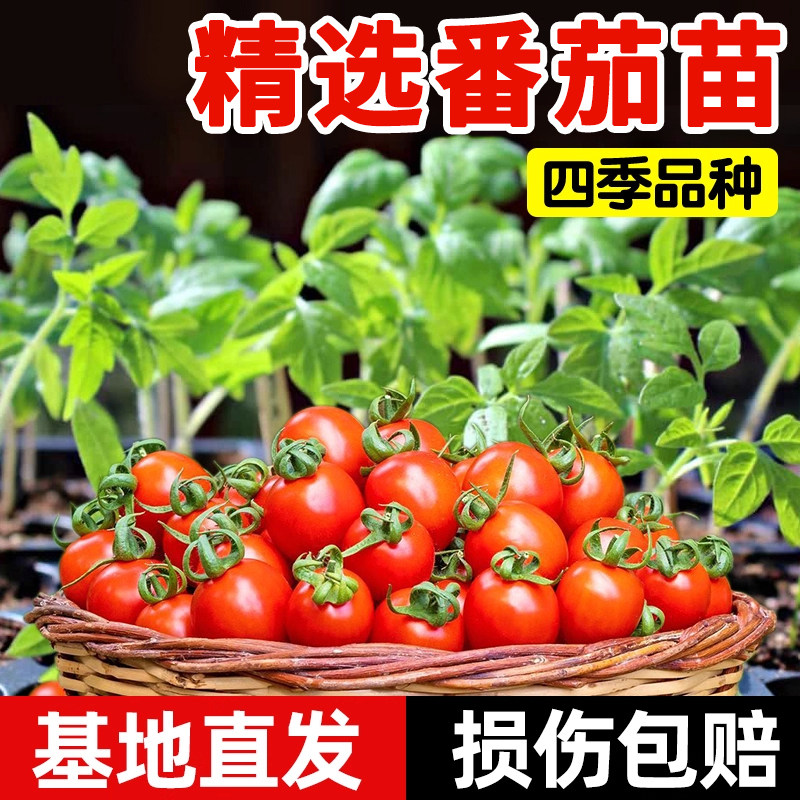 番茄苗西红柿茄子辣椒西瓜黄瓜苗圣女果苗蔬菜苗幼苗秧苗阳台庭院