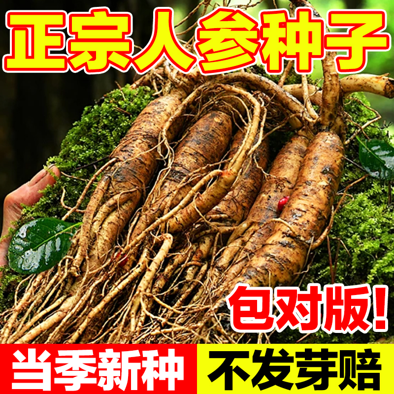 人参种子当季新种包对版