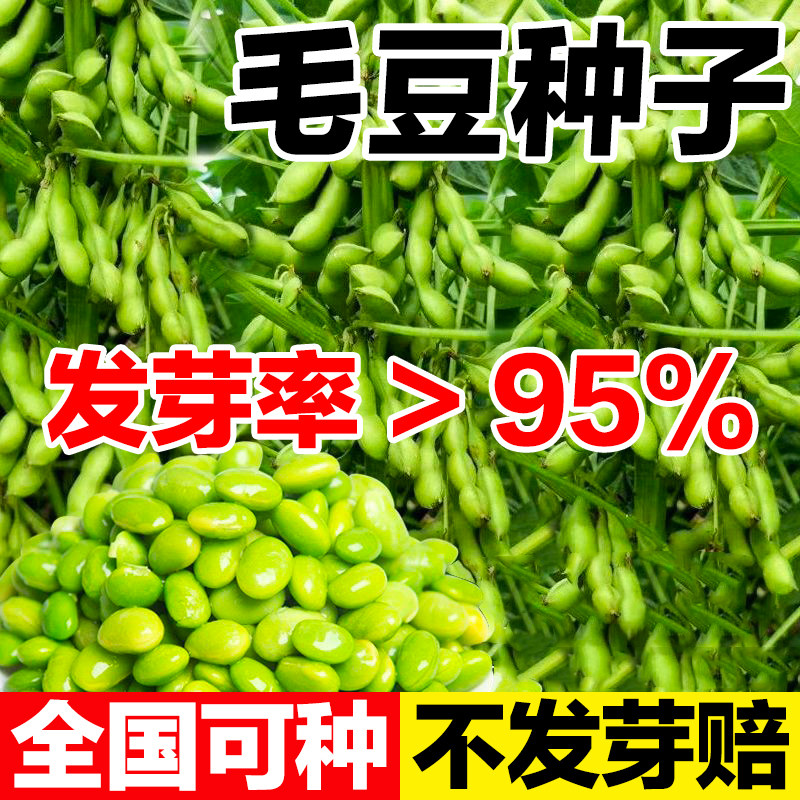 毛豆种子全国可种发芽率高图片