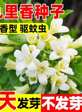 九里香种子发芽率高浓香驱蚊