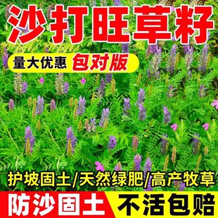 沙打旺种子多年生牧草籽绿化草种孑四季常青果园绿肥防沙固土护坡