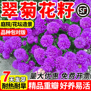 翠菊花籽大花好养的花种籽庭院花籽易活花种子籽四季播种室外花种