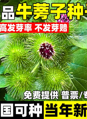 牛蒡子种子全国可种当年新种
