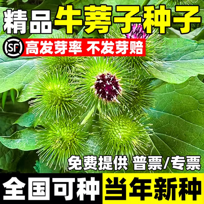 牛蒡子种子全国可种当年新种