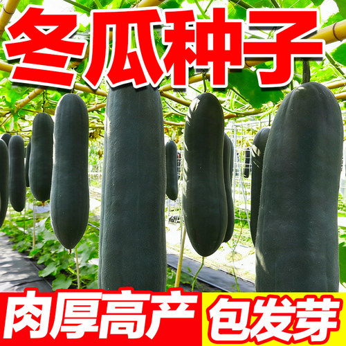 冬瓜种子肉厚高产发芽率高