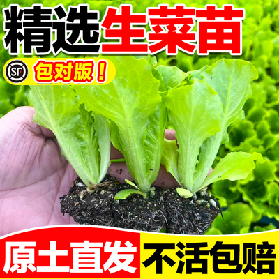 生菜苗原土直发不活包赔