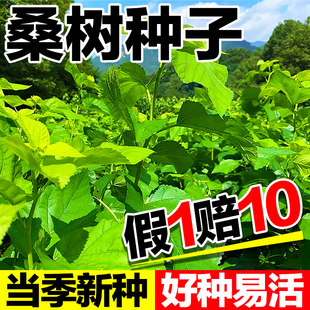 桑树种子桑12号14号茶桑树杂交桑种子蛋白桑饲料桑大叶桑蚕种四季