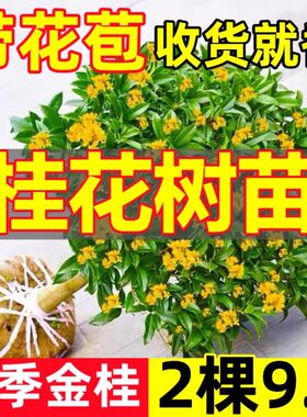 桂花树苗四季可种原土发货
