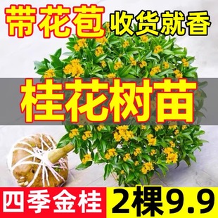四季桂花树苗地栽室内外盆栽八月丹桂花卉绿植物金桂庭院浓香原生