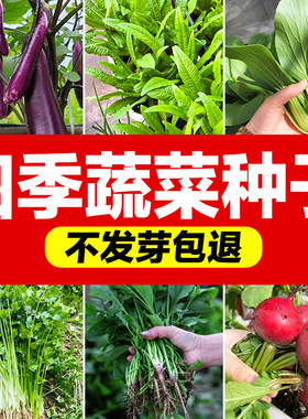 四季蔬菜种子四季播种发芽率高