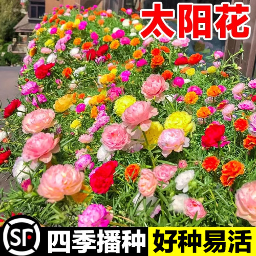 重瓣太阳花种成活率高包对版