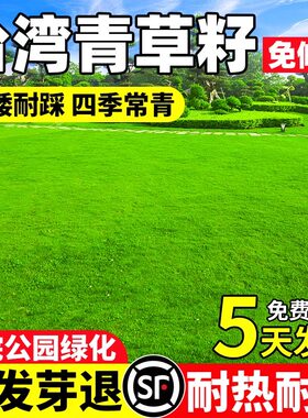 台湾青草籽低矮耐踩耐热耐旱