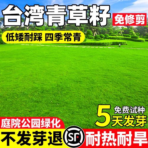台湾青草籽低矮耐踩耐热耐旱