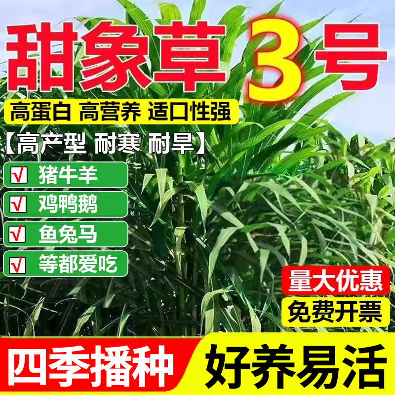 甜象草3号种子四季播种耐寒耐旱