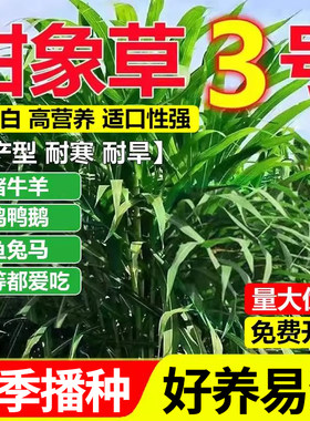 甜象草3号种子四季播种耐寒耐旱
