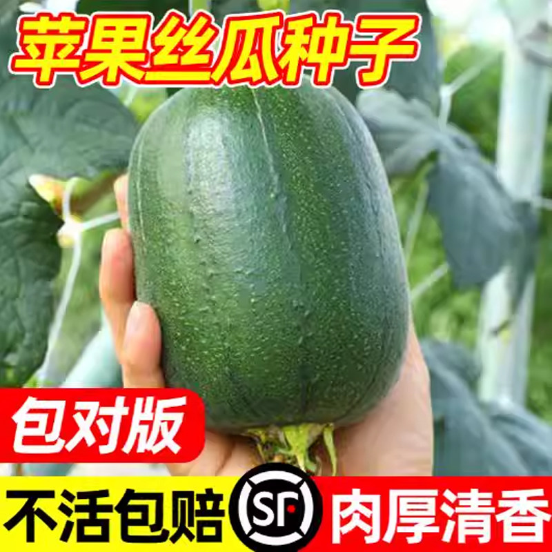 苹果丝瓜种子肉丝瓜圆丝瓜菜瓜籽种四季蔬菜种孑菜种水瓜菜瓜种籽