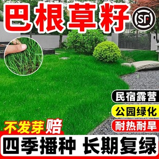 巴根草牛筋草种子爬地草狗牙根护坡种子防水土流失铁线草护坡草籽