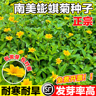 南美蟛蜞菊种子野菊花田黄菊野生蟛蜞菊黄花墨菜黄花龙舌草种子