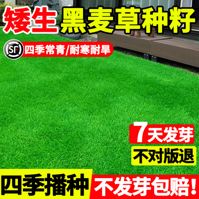 黑麦草种子四季播种发芽率高