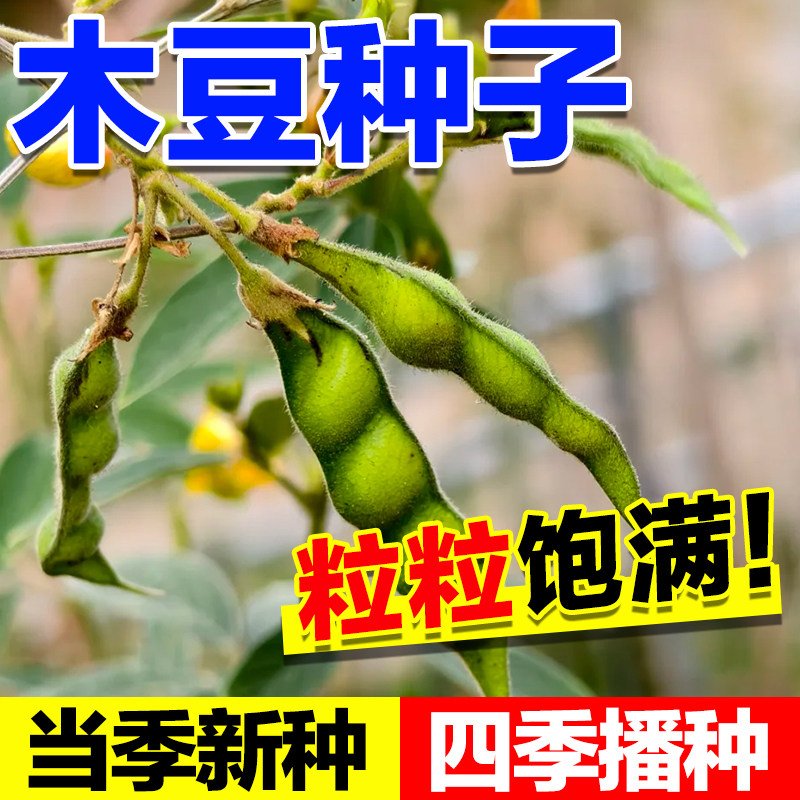 木豆种子边坡复绿工程绿化生态修复耐寒耐旱灌木种籽护坡固土草籽,鲜花速递/花卉仿真/绿植园艺,家庭园艺种子,淘宝优惠券,粉丝福利购,淘宝优惠卷