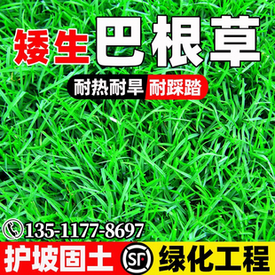 巴根草种子铁线草护坡草籽狗牙根防水土流失爬地草绊根草护坡种子