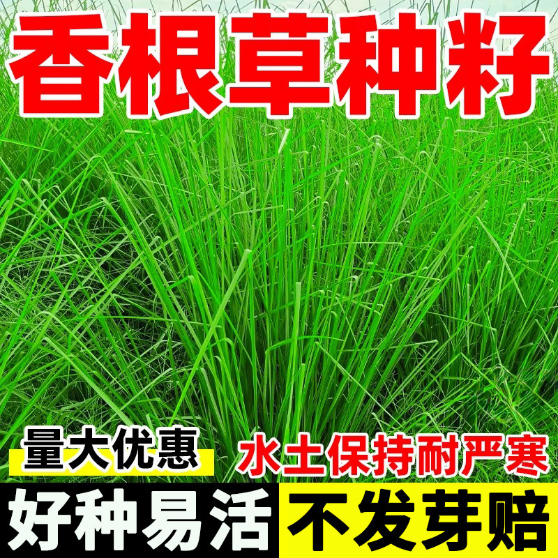 香根草草籽护坡固土牧草种籽四季常青耐寒高产野芒草糖蜜草种子孑