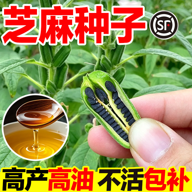 芝麻种子老品种高产高油发芽率高图片