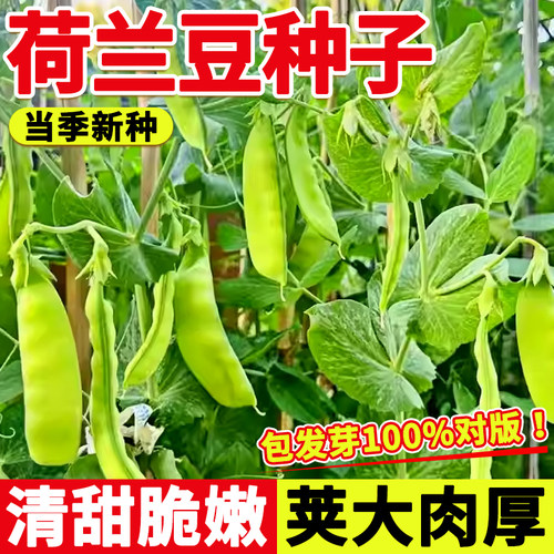 荷兰豆种子发芽率高全国可种