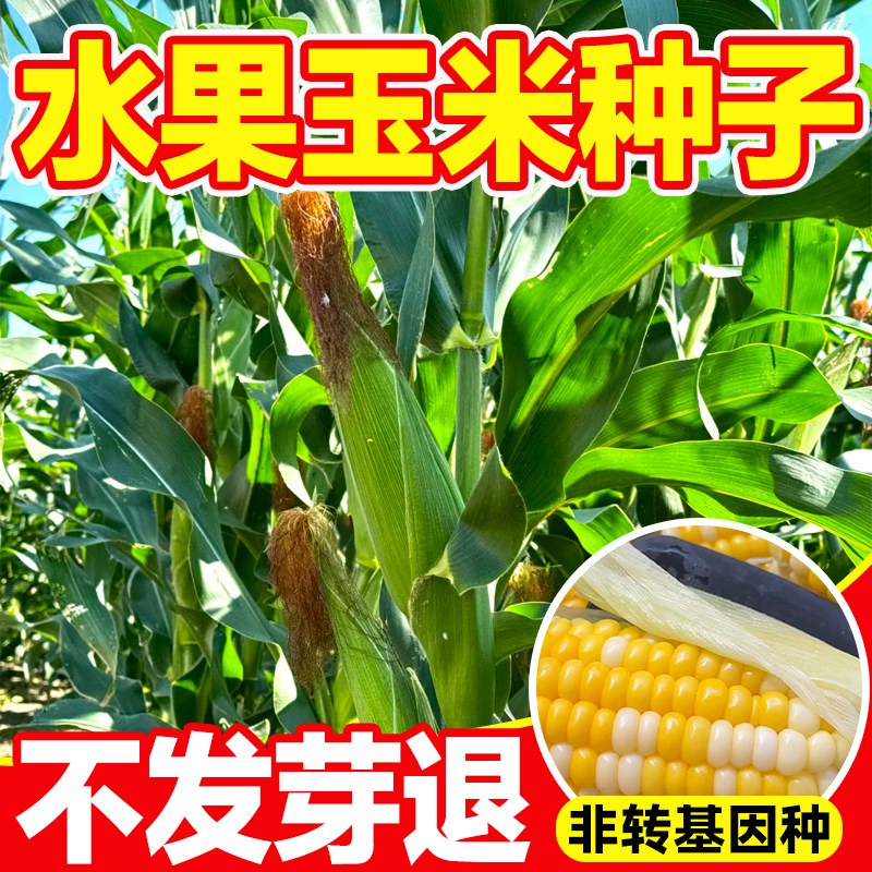 水果玉米种子四季播盆栽田园高产早熟大棒生吃甜脆多汁玉米蔬菜籽