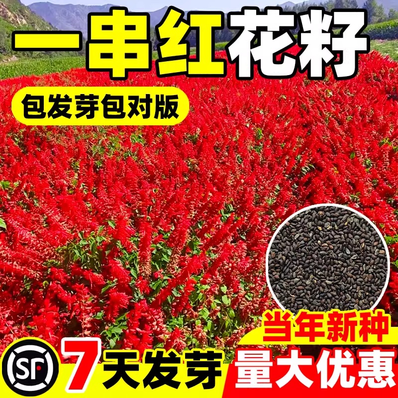 一串红种子当季新种发芽率高