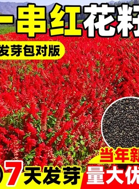一串红种子高杆西洋红爆杖花种籽耐热盆栽长花期花坛阳台室外易活