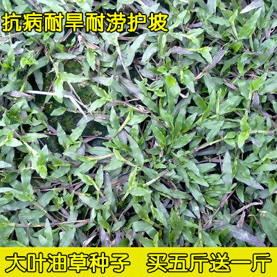 四季草坪种子地毯草种子大叶油草种子大叶油草草籽 抗旱固土护坡