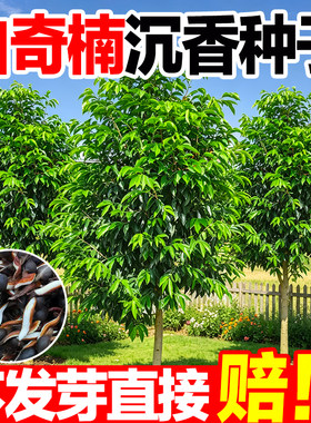 沉香白奇楠种子四季可播庭院盆栽
