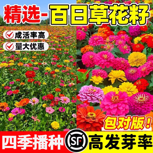 百日草花种子四季播种高发芽率